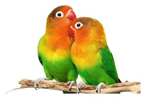 Love Birds Png Images Hd Png Play