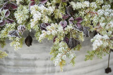 Free Images : tree, branch, blossom, leaf, frost, pot, spring, produce