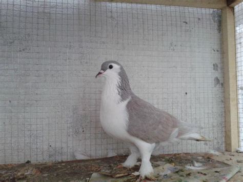 Fancy Pigeons Lahore Pets Animals Birds And Pigeons For Sale