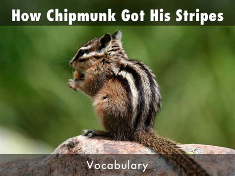 How Chipmunk Got His Stripes By Lisa Shepardson