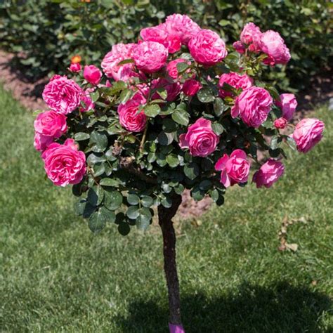 Tree Rose Rosa Hybrid My Garden Life