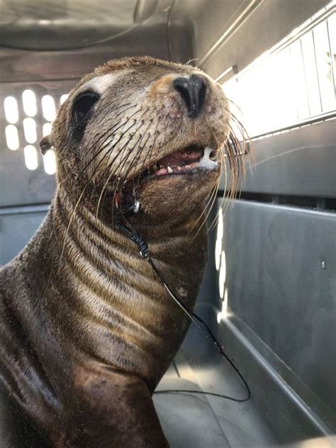 Sea Lion Undergoes Surgery To Remove Fish Hooks At Pacific Marine