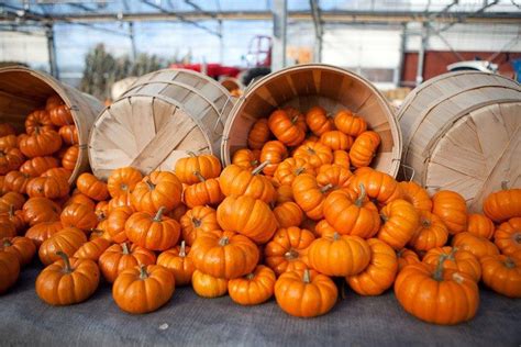 Punkins Pumpkin Picking Fall In Michigan Fall