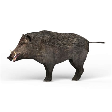 Wild Boar 3d Model In Wildlife 3dexport