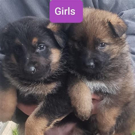 German shepherd dogs border collie cavoodle labrador golden retriever dachshund chihuahua puppies for sale jack russell staffy rottweiler. German Shepherd Puppies For Sale Indiana | GSD Puppies IN