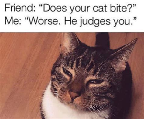 Stare Cat Meme