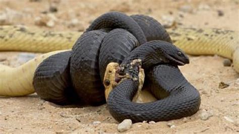 Wild Discovery Animals Snake Vs King Cobra Real Fights