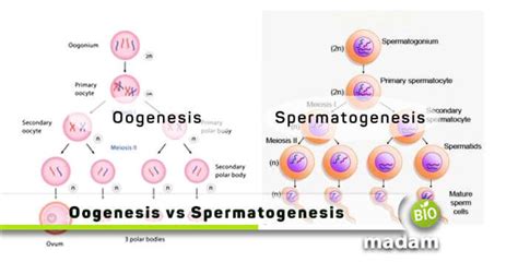 Spermatogenesis Vs Oogenesis Diagram