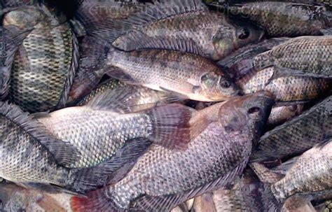 Ikan keli yang memiliki nama latin clarias loiacanthus ini sering disebut juga dengan ikan penang di daerah kalimantan timur. Cara Ternak Ikan Nila Agar Mendapatkan Hasil Panen Optimal