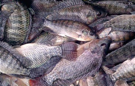 Cara ternak lele, dengan cepat dan praktis. Cara Ternak Ikan Nila Agar Mendapatkan Hasil Panen Optimal