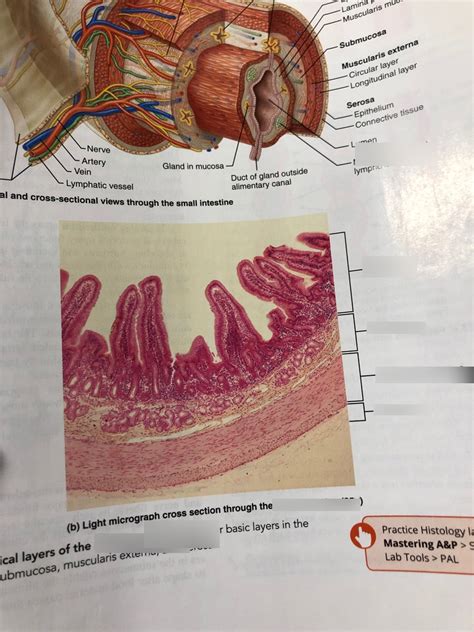 Alimentary Canal Histology Diagram Quizlet