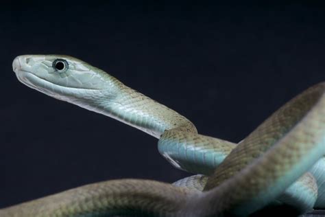 Black Mamba Kills Mans Wife Daughter And Nephew In Single Attack