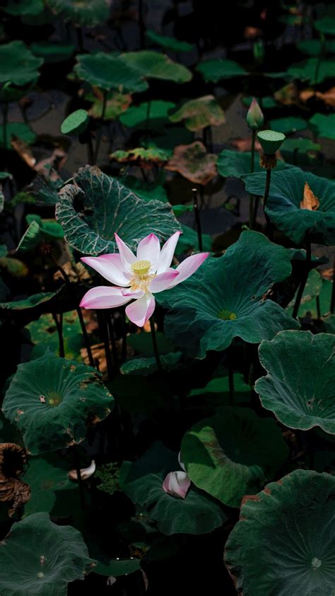 Download Wallpaper 1080x1920 Lotus Flower Leaves Lake Samsung Galaxy