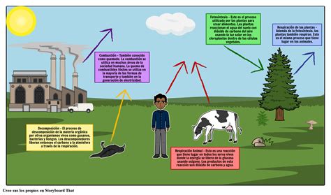 Diagrama Del Ciclo Del Carbono Pasos Del Ciclo Del Carbono