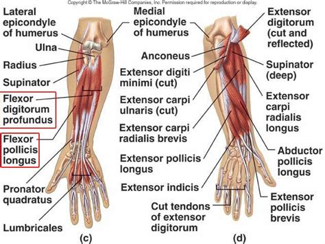 Goal of flexor tendon rehab? 15 자쪽손목굽힘근(척측수근굴근) Flexor carpi ulnaris 16 얕은손가락굽힘근(천지굴근 ...