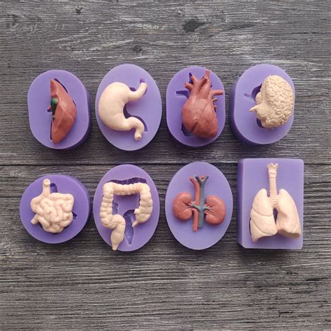 3d Multiple Part Human Internal Organs Silicone Mold For Resin Etsy