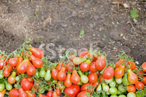 Freshly Harvested Organic Garden Tomatoes Stock Photo Royalty Free