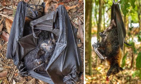 A Heat Wave In Australia Killed 23 000 Spectacled Flying Foxes Ecowatch