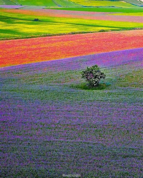 La famosissima lenticchia igp di castelluccio non ha bisogno di presentazioni, è indubbiamente la miglior lenticchia d'italia, l'inconfondibile sapore, le dimensioni molto piccole, la resistenza ai parassiti. la splendida fioritura delle lenticchie di Castelluccio di ...