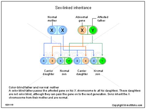 Sex Linked Inheritance Illustrations