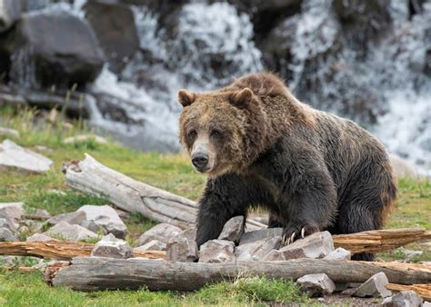 Datos Sobre El Oso Grizzly Great Journey