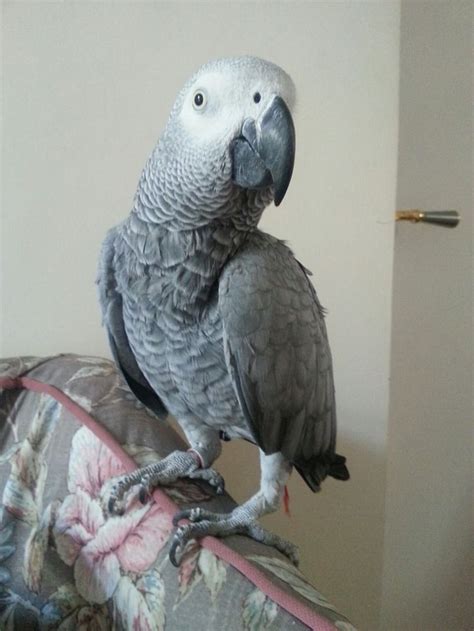 Female African Grey Parrot African Grey Parrot Parrot African Grey