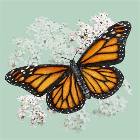 Monarch Butterfly Illustration Drawn In Pen With Digital Color Royalty