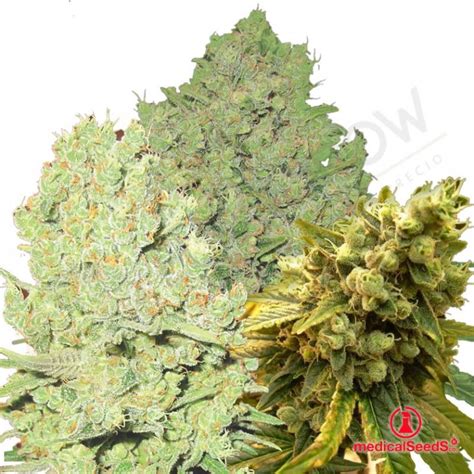 Coleccion 1 【 Medical Seeds 】 Feminizada ☑️