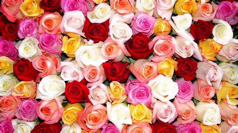 Pictures Of Roses Wallpapers Wallpaper Cave