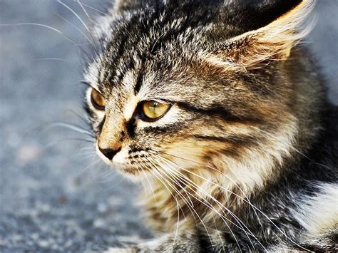 Iowa City Suspends Policy Allowing Police To Kill Feral Cats Canoecom
