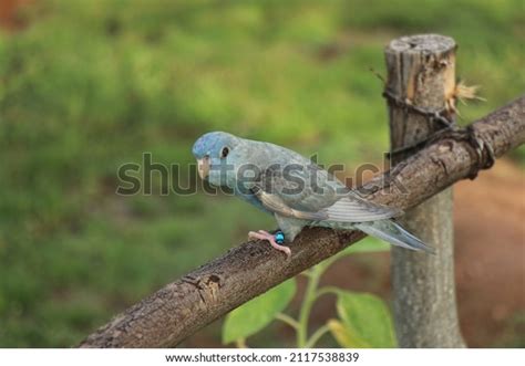 Lineolated Parakeet Cobalt Turquoise Grey Wing Stock Photo 2117538839