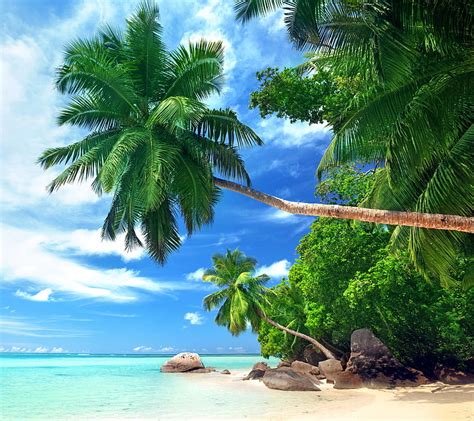 Tropical Beach Beach Coast Palms Sea Summer Tropics HD Wallpaper