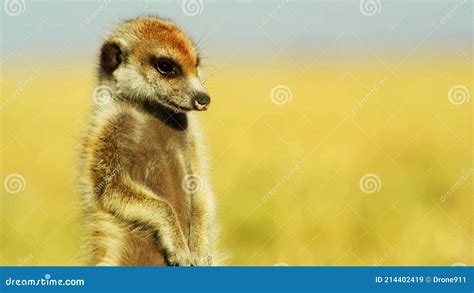 Beautiful Meerkat Suricate Wild Nature Wild Animal Wildlife Africa