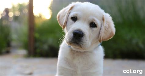 Become A Volunteer Puppy Raiser