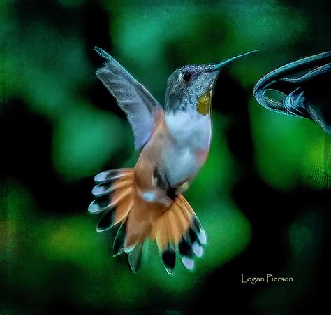 Allens Hummingbird Is Beautiful In Flight Photograph By Logan Pierson