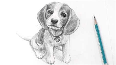 How To Draw A Beagle Puppy Pencil Drawing Sounds Asmr Youtube