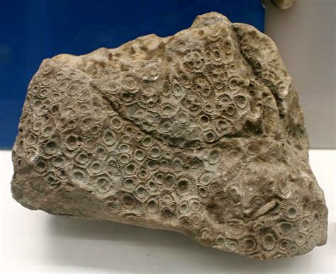 Louisville Fossils And Beyond Acervularia Truncata Coral Fossil
