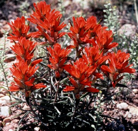 • grasses provide excellent forage and cover for birds and beneficial insects. Native Plant Master Program - Metro to Mountain (M2M ...