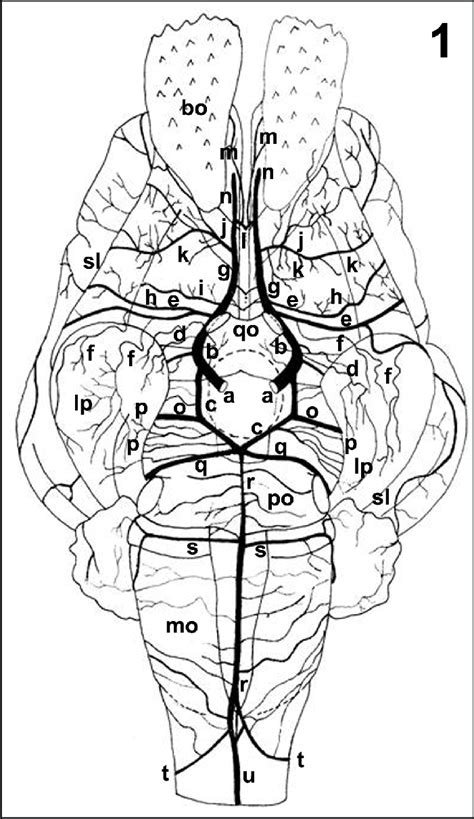 Desenho esquemático em vista ventral do cérebro de Javali salientando Download Scientific