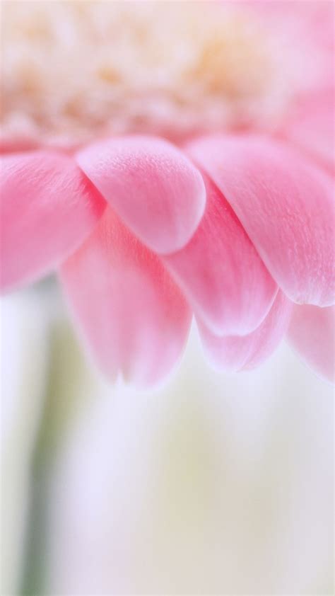 Pink Flower Best Htc One Wallpapers Free And Easy To Download