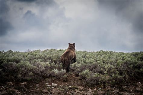 wildlife in yellowstone national park best photo spots
