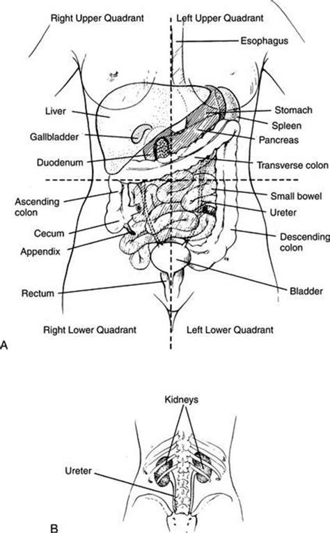 Quadrants are labeled in counterclockwise order. ABDOMINAL PAIN - Major Medical Problems - Medicine for the ...