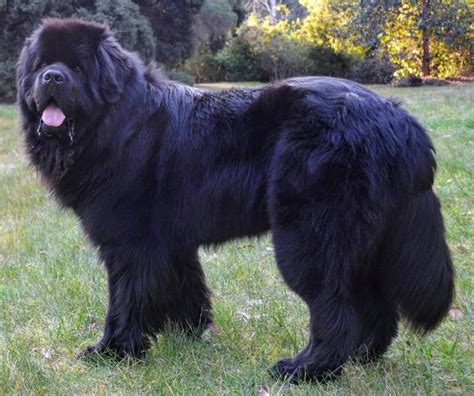 Newfoundland Dog Breed Information Guide Quirks Pictures Personality