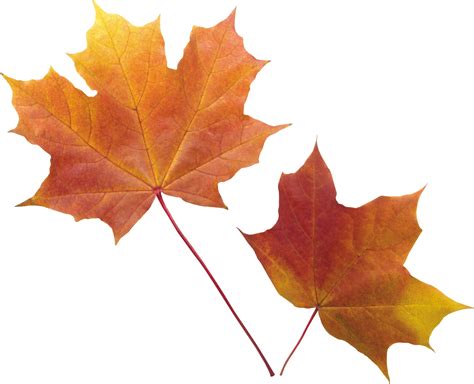 Autumn leaf color - autumn PNG leaf png download - 2800*2269 - Free Transparent Leaf png ...