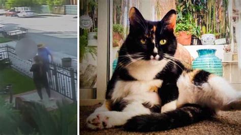 2 Dogs Kill Pet Cat Dogs Owner Dumps Dead Cat On Front Lawn Abc7