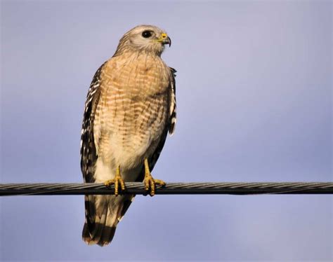 Hawks In Ohio Check Out These 10 Species In This State