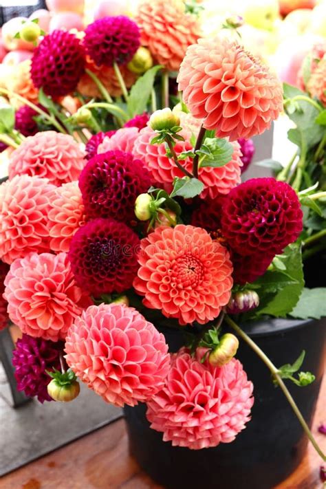 Dahlias Gorgeous Colors Burst From This Potted Plant Stock Image