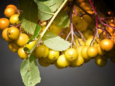 Maybe you would like to learn more about one of these? Bakgrundsbilder : natur, utomhus-, gren, druva, frukt ...