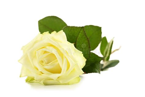 White Rose Stock Photo Image Of Holiday Beautiful Floral 73509064