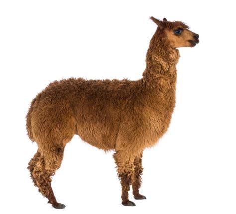 670 Llama Side View Stock Photos Pictures And Royalty Free Images Istock